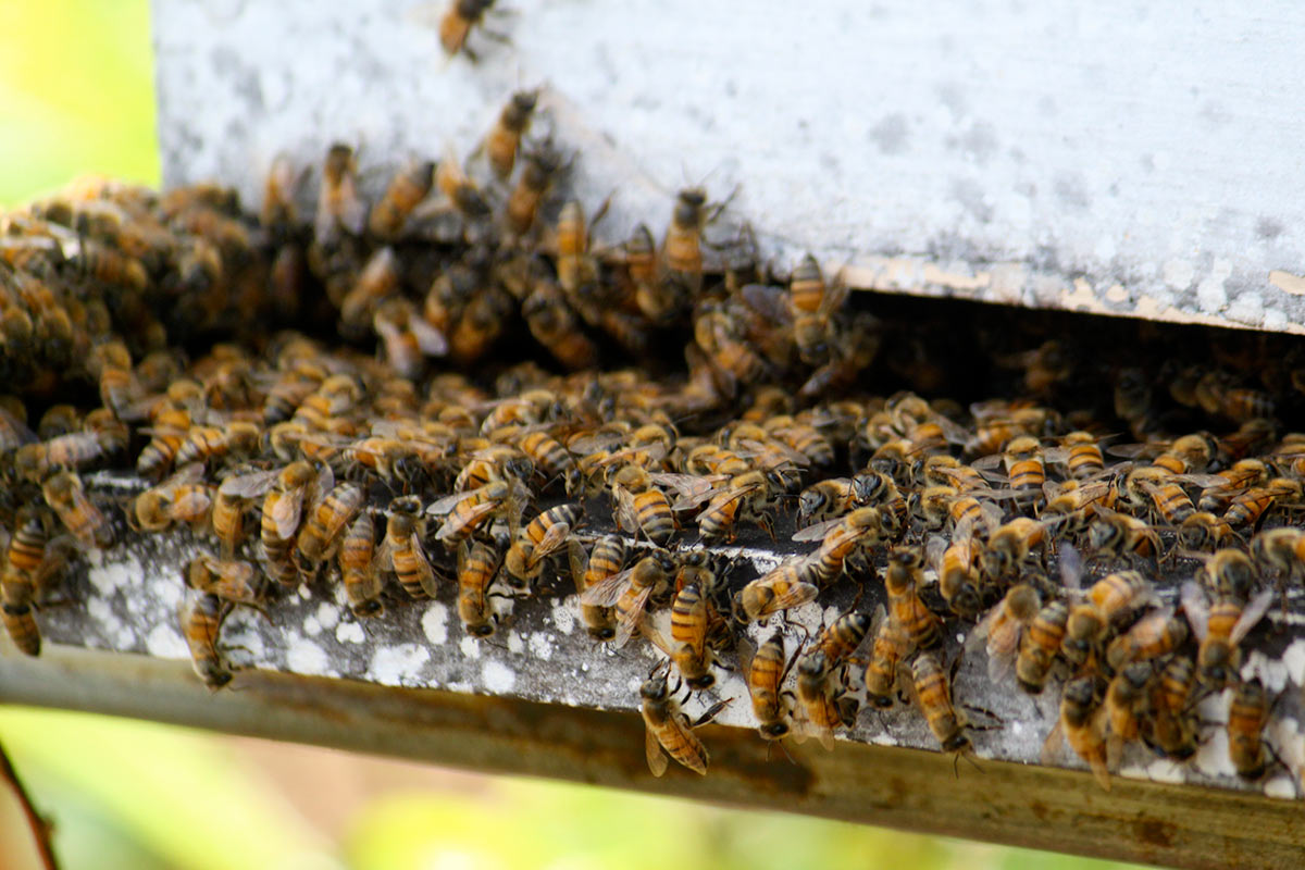 debajo Asalto Por nombre Para la Naturaleza | ¿Cuál es la importancia de las abejas?