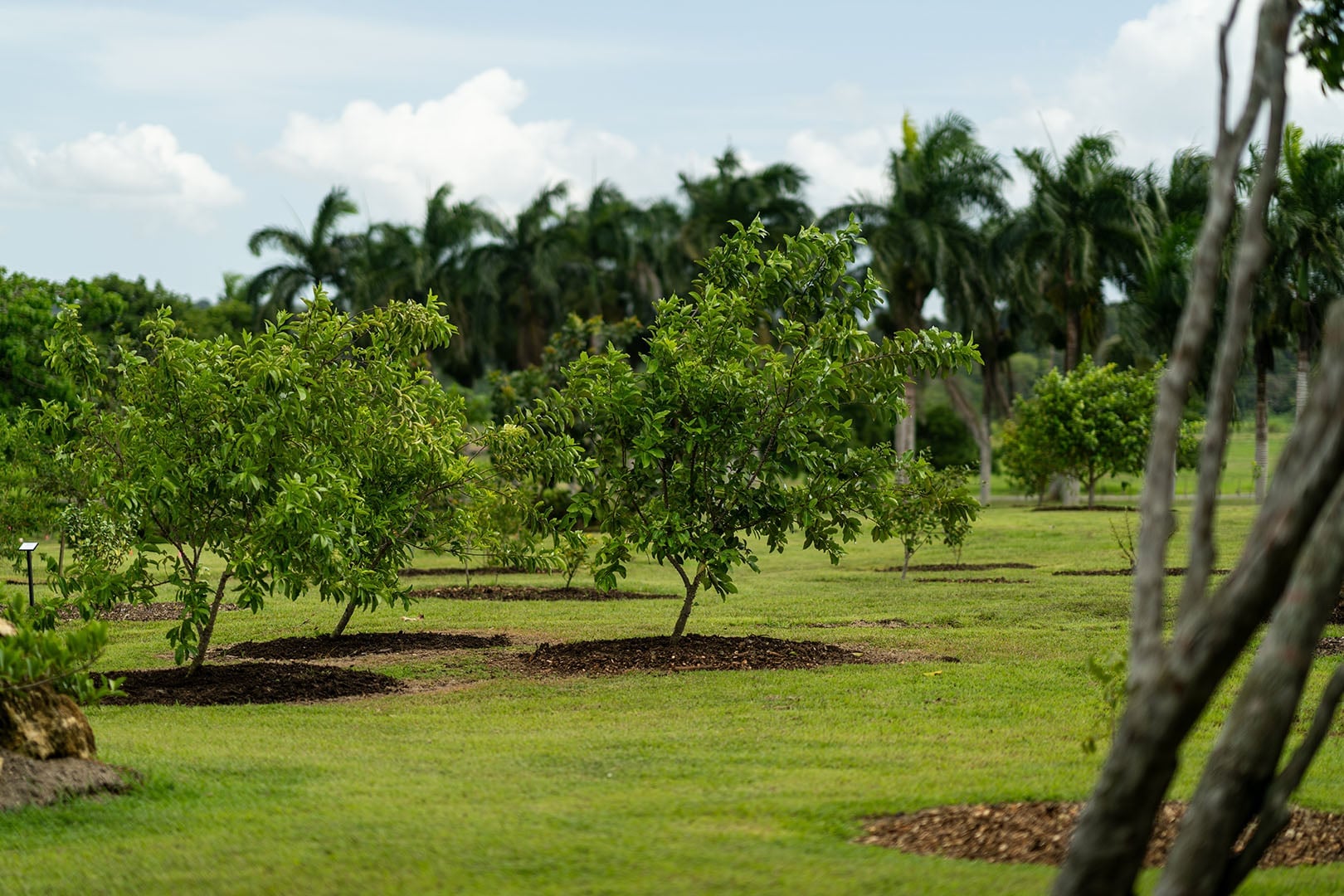 Arboreto Miguel A. Vives-Heyliger