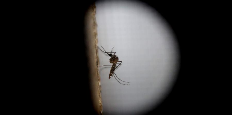 modificaciones geneticas de mosquitos
