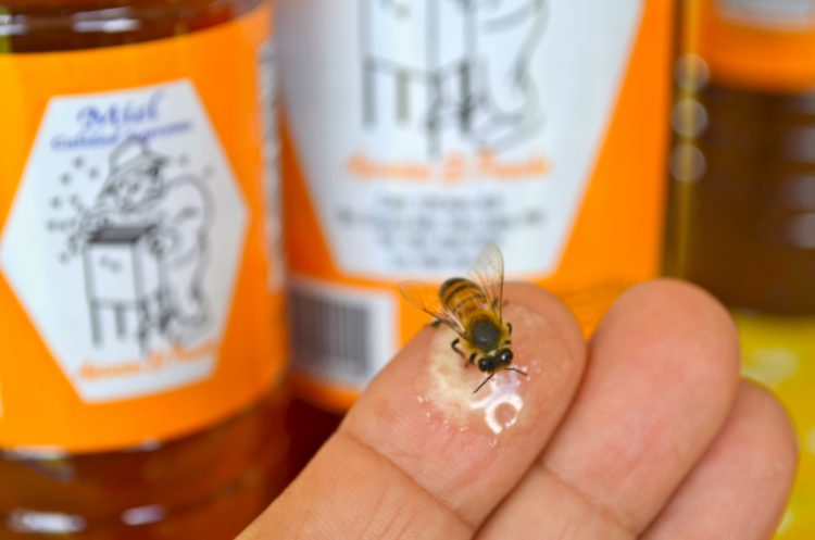 importancia de las abejas