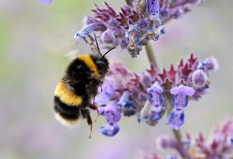 abeja-en-peligro-de-extincion
