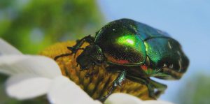 escarabajo-verde
