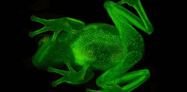 el primer anfibio fluorescente conocido