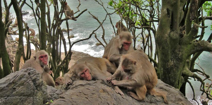 monas macacos