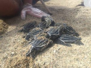 nido de tinglar tortuga marina