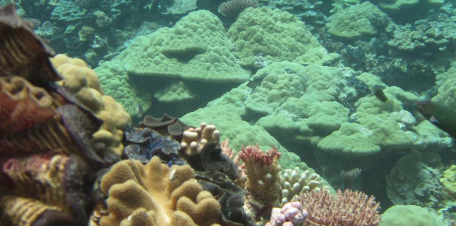 corales en Monumento Nacional Papahanaumokuakea Hawai