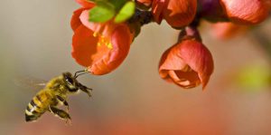 abejas agricultura sustentable