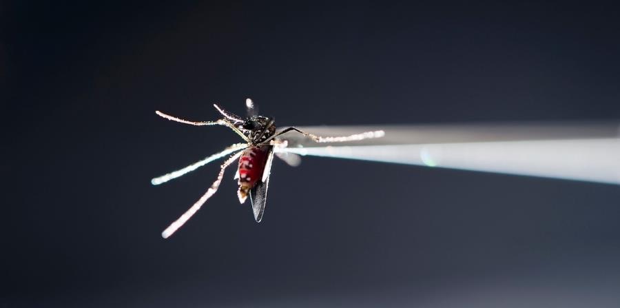 mosquito virus del zika