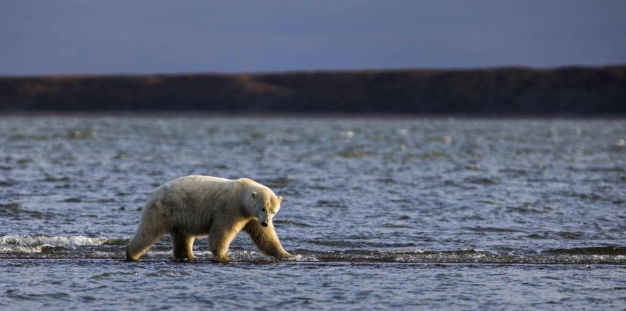 osos polares Alaska