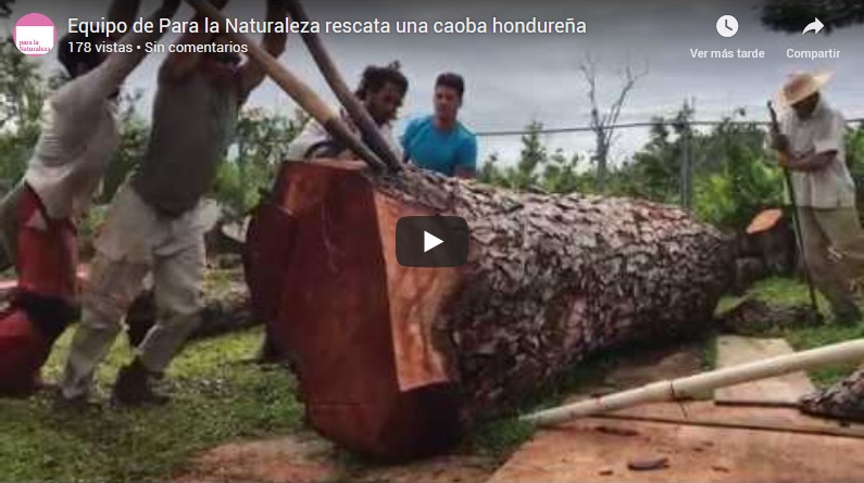equipo de para la naturaleza rescate de caoba hondurena