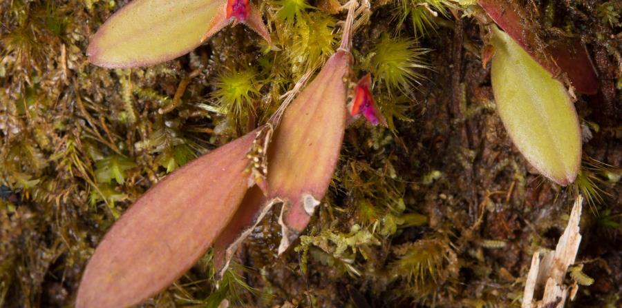 especia protegida orquidea Lepanthes eltoroensis