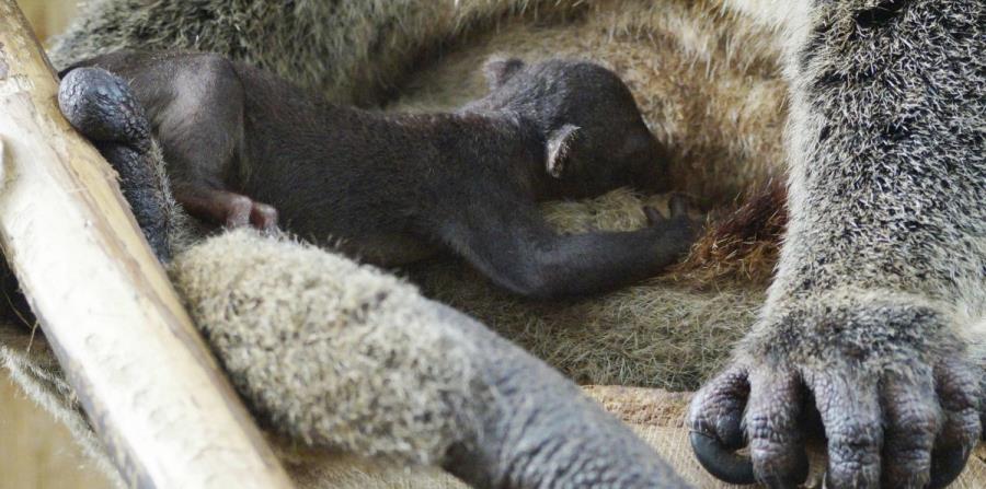 cuscus recien nacido con su madre zoológico de Varsovia Polonia