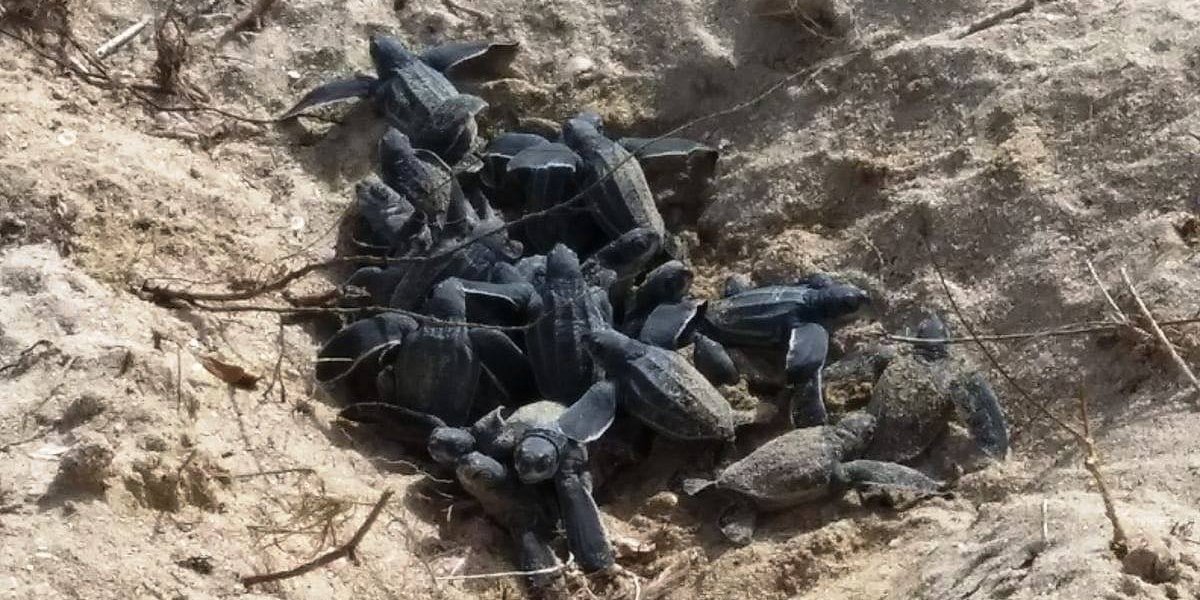 nacimiento de tortugas tinglares