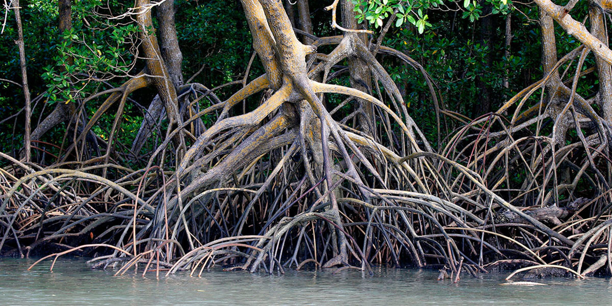 Amazon Mangroves