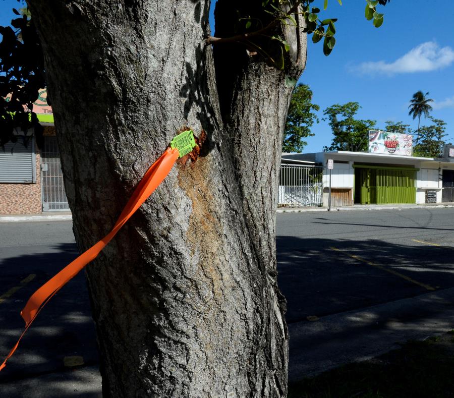 Recursos Naturales arboles