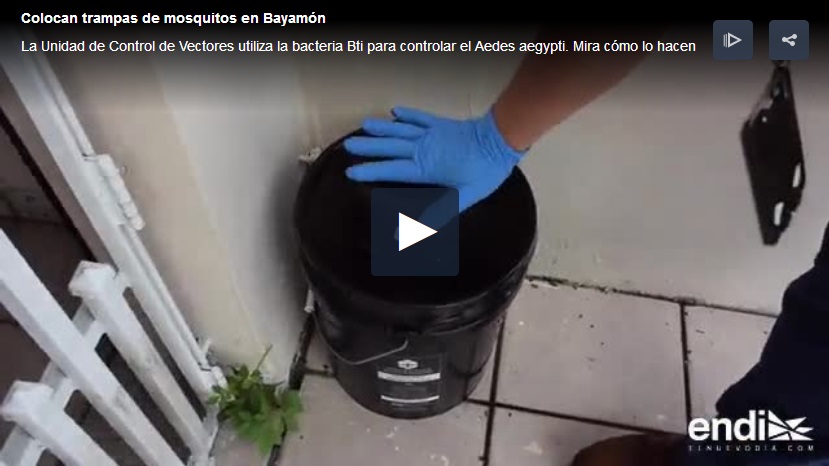 guerra al mosquito Aedes aegypti