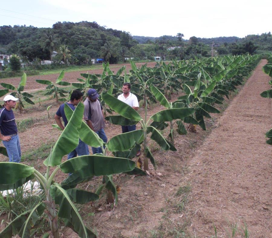 Censo Agricola