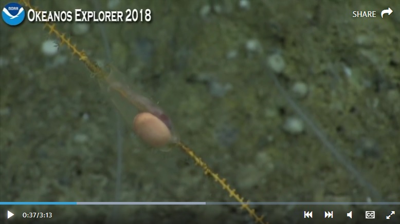 Mysterious egg on ocean floor
