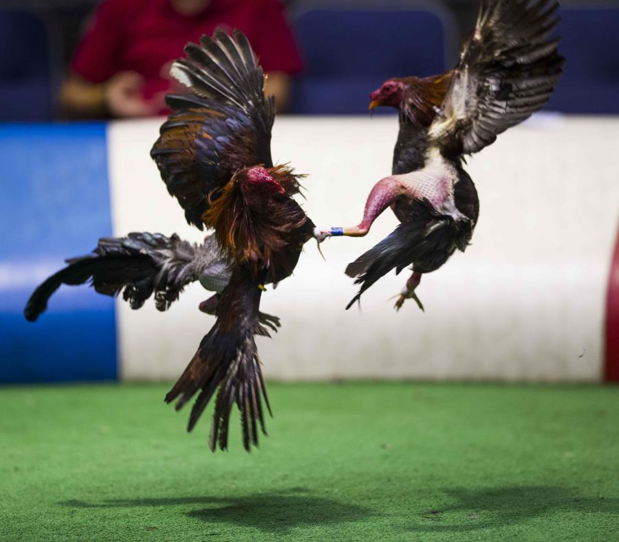 peleas de gallos