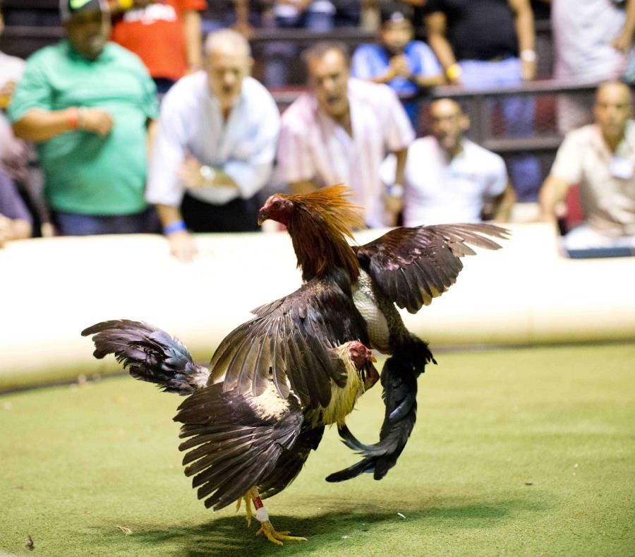 prohibicion en contra de las peleas de gallos