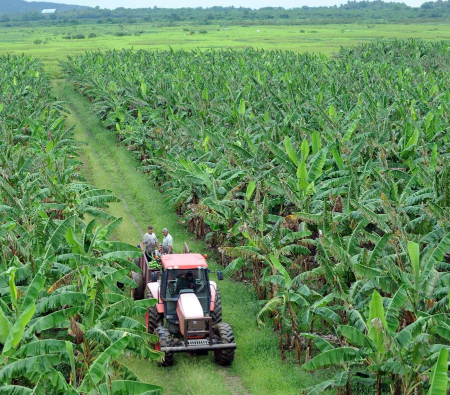 Censo Agricola