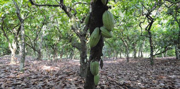 arboles de cacao