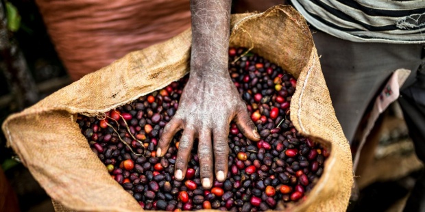 cafe-etiopia-Jardin-Botanico-de-Kew