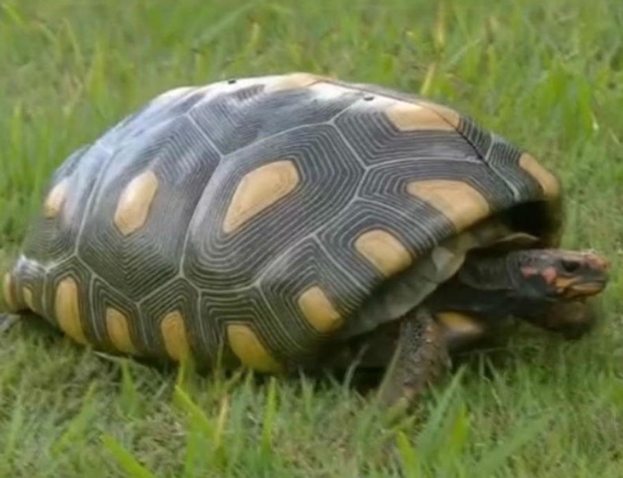 caparazon de tortuga impreso en 3D