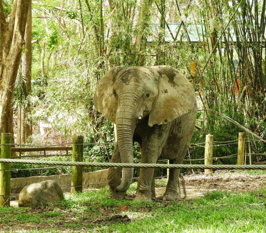 el traslado de elefante Mundi