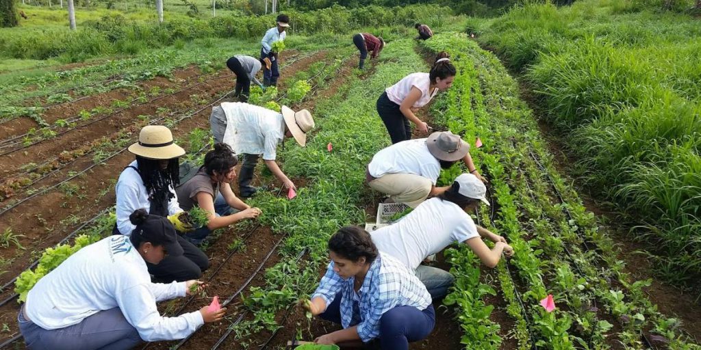 proyecto agroecologico El Josco Bravo