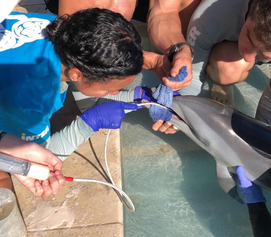 rescate a una cachorra de delfin