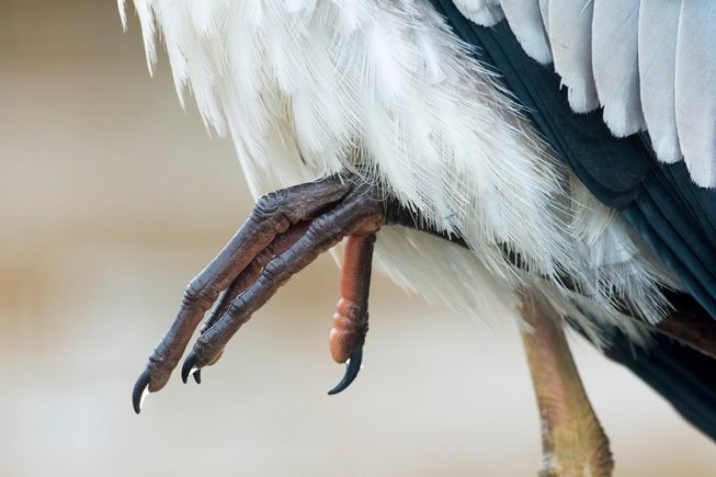 birds feet