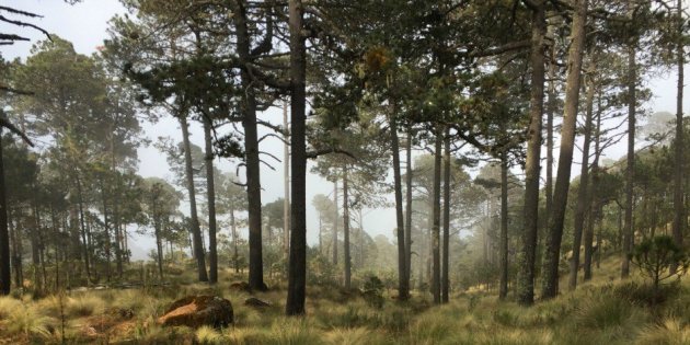 Bosque Árboles