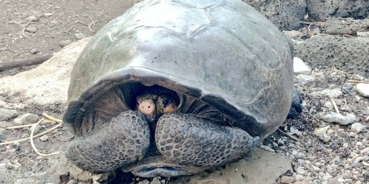 especie de tortuga que se creia extinta en Galapagos