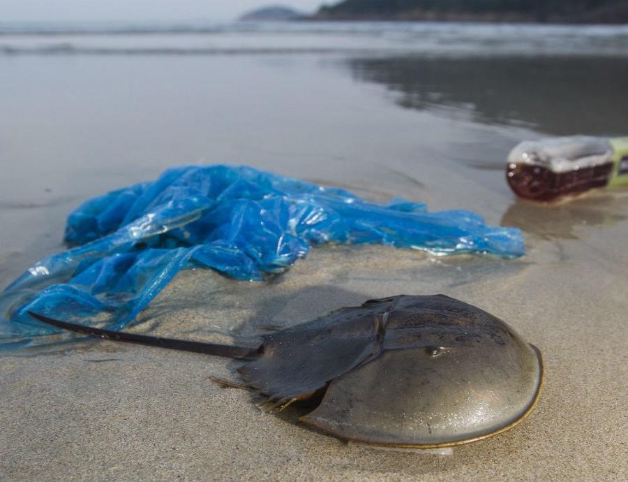 toneladas de plastico en el mar