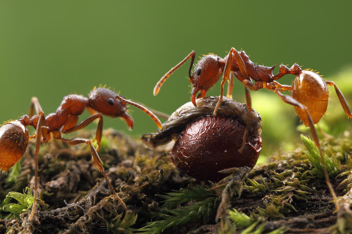 Reforestadores hormigas