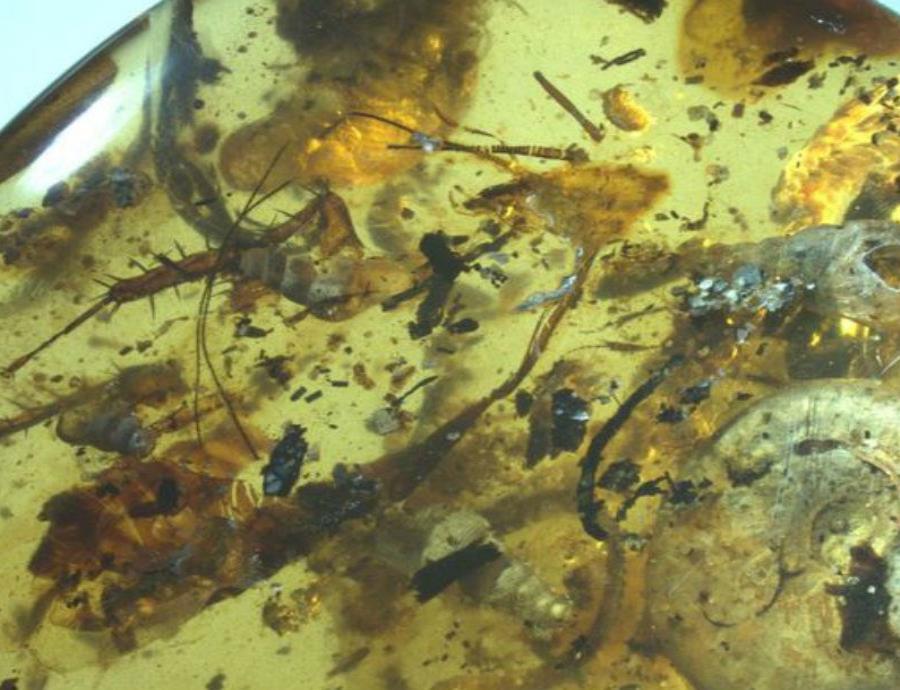 antigua criatura marina fosilizada ambar