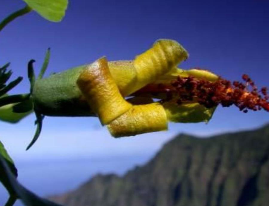 planta Hibiscadelphus woodii