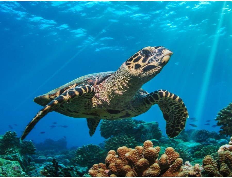 cambio climatico tortuga marina