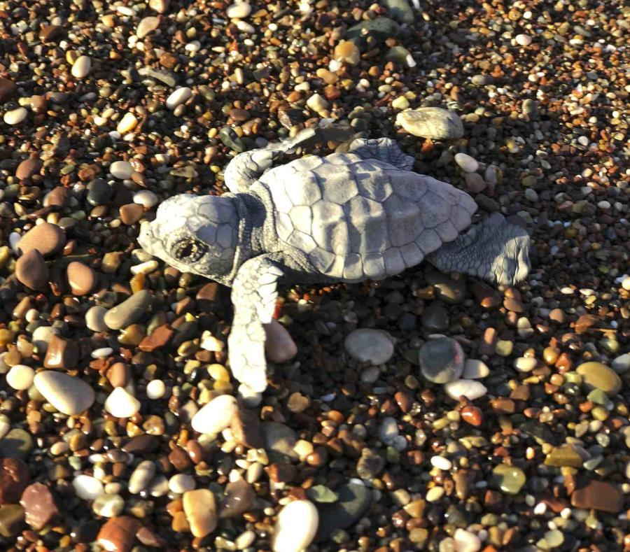 tortuga caguama Caretta caretta