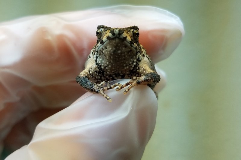 Puerto Rico Crested Toad
