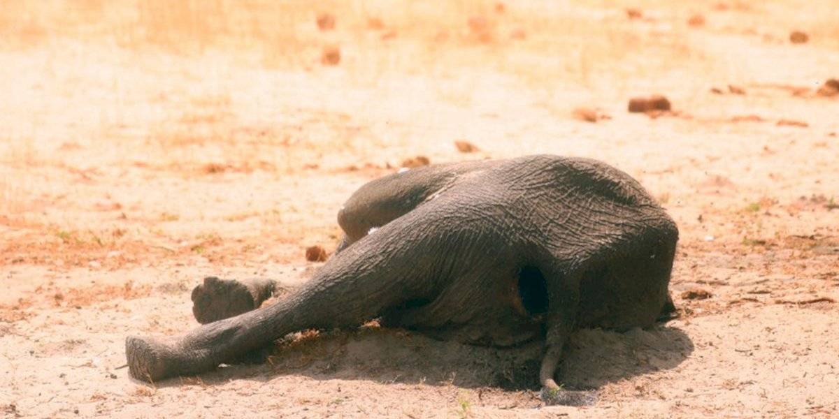 Elefantes Muertos Zimbabue