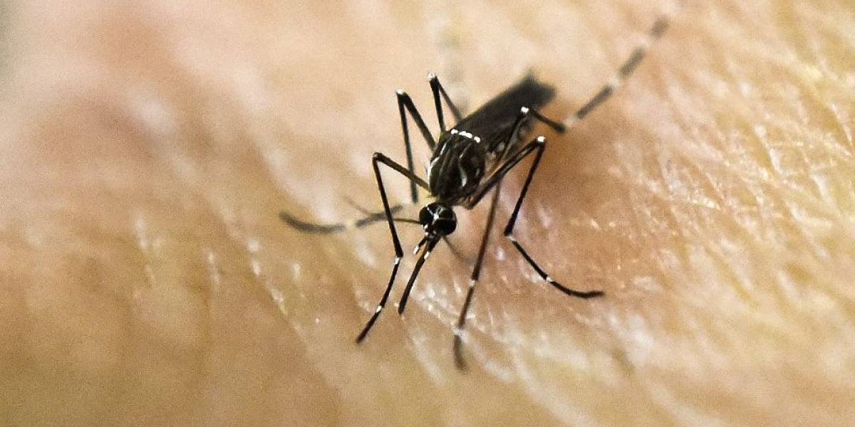 Mosquito Aedes Aegypti Dengue Zika Chikunguña