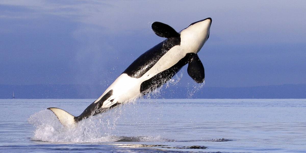 Orca L41