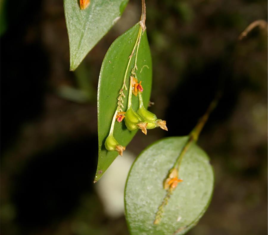 Lepanthes Rupestris Es Una Orquidea Endemica Del Bosque Nacional El Yunque