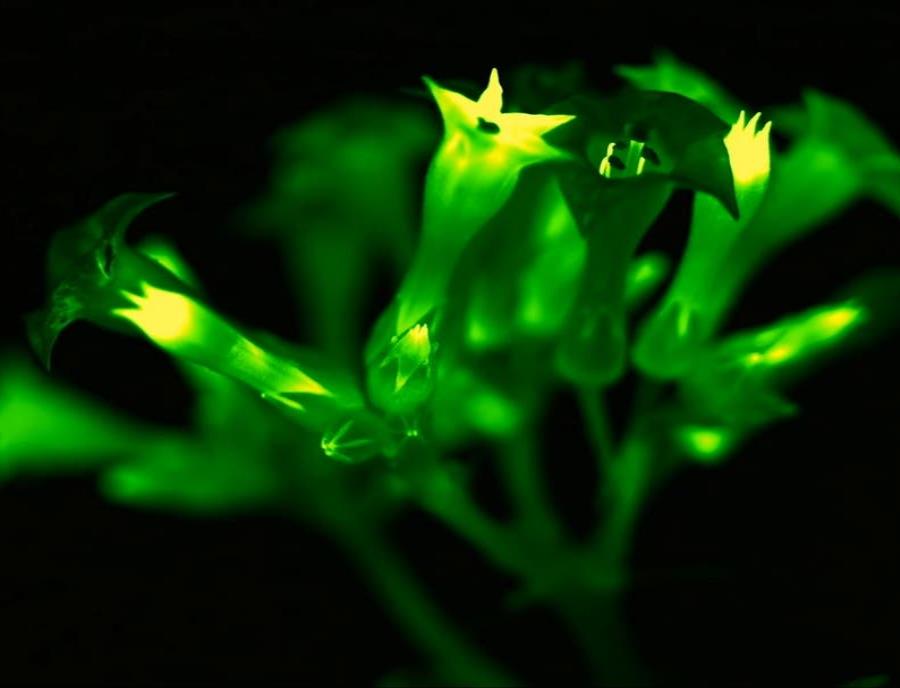 Plantas Con ADN De Hongos Que Brillan En La Oscuridad