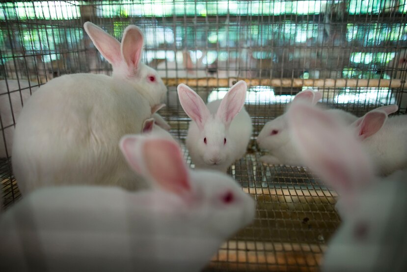 De los incentivos, $82,480 se destinarán a la compra de conejos de alto valor genético, impactando 40 cunicultores con un máximo de $2,060. (Archivo)