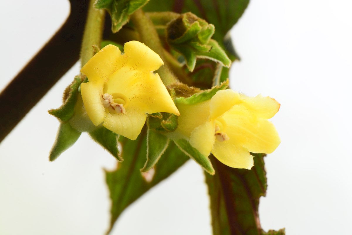 Nueva especie de planta en peligro en Ecuador