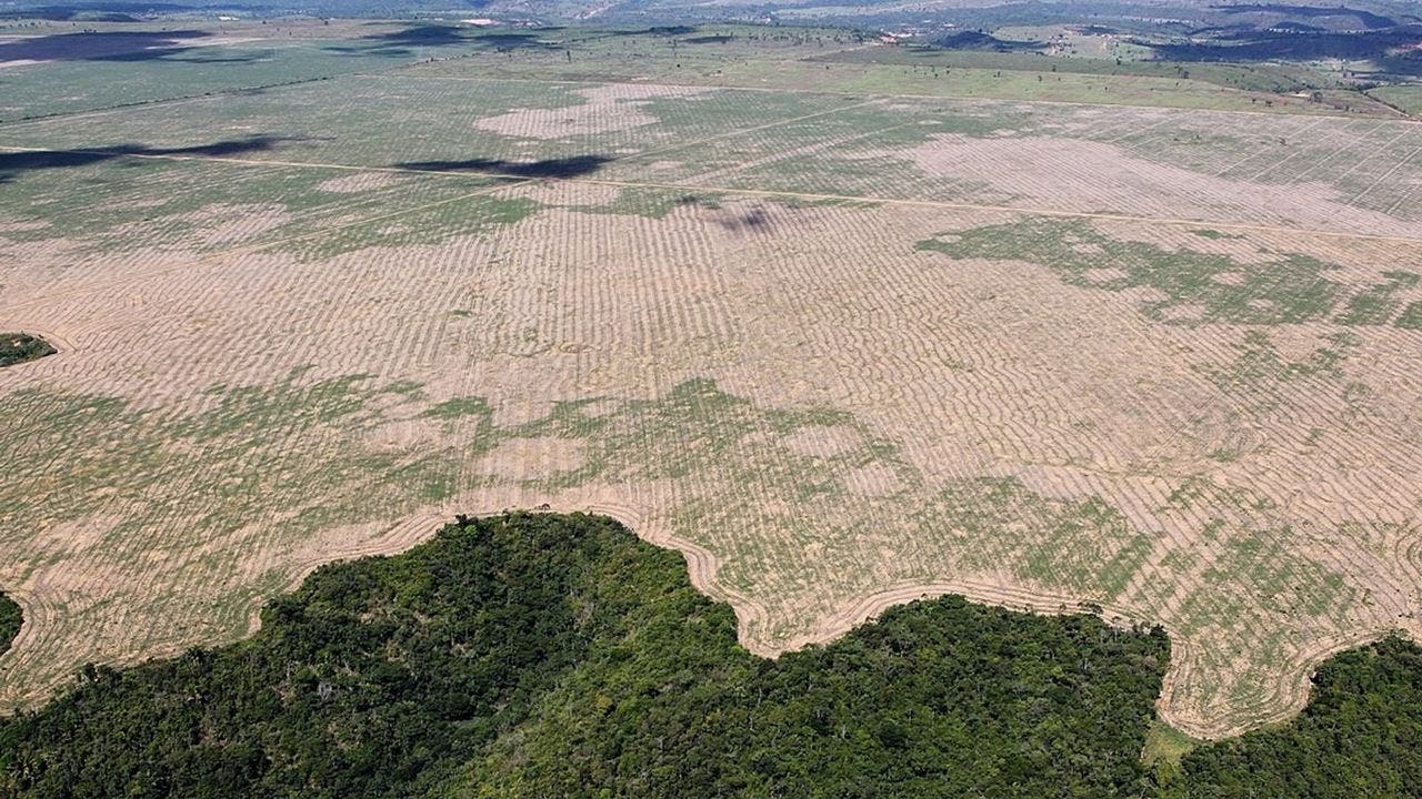 La deforestación acaba con la selva tropical: ¿Qué va a hacer la UE?
